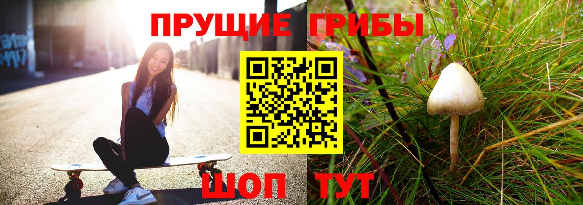 Псилоцибиновые грибы Psilocybine cubensis Тамбов